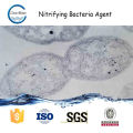 nitrifizierende Bakterien zur Wasseraufbereitung n1